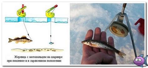 Сколько можно ставить жерлиц по закону на одного человека и какое ...