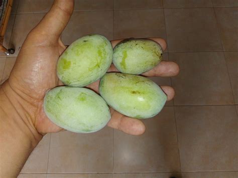 AMBIL SEKARANG