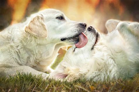 Why Is Dog Licking Toy at Jane Peterson blog