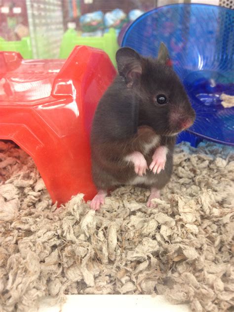 Siberian Bear Hamster