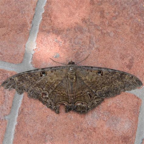 Black Witch Moth (Ascalapha odorata) - EcoRegistros