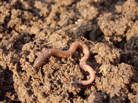 Free Images : dirt, macro, soil, fauna, invertebrate, earthworm, ringed ...