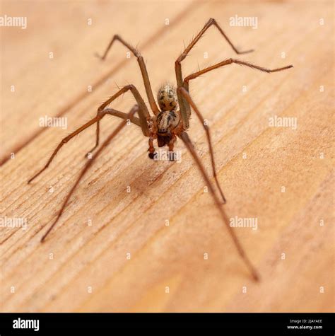 Giant House Spider Creepy – Giant House Spider Species – YTXPJ