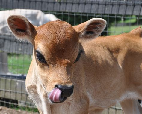 Miniature Jersey Cattle
