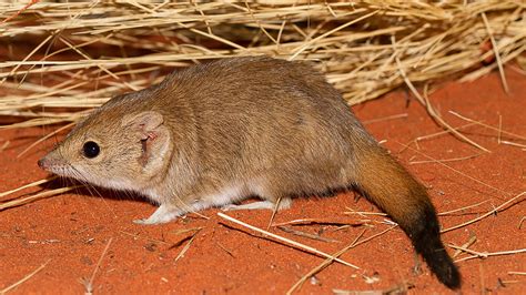 Research reveals three new marsupial species – though all likely ...