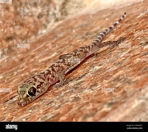 Mediterranean House Gecko (Hemidactylus turcicus Stock Photo - Alamy