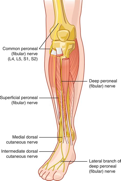 Superficial Peroneal Nerve Block Sural Nerve: Anatomy, Course,