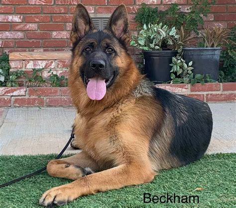 American vs European German Shepherds: Key Differences