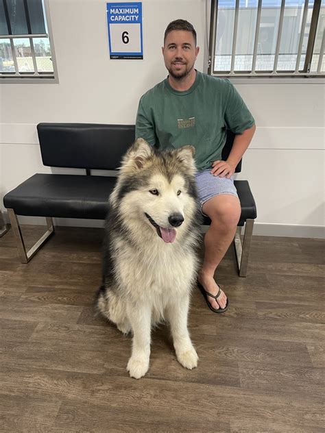 Alaskan Malamute X GS - Forest Lake - PetsForHomes