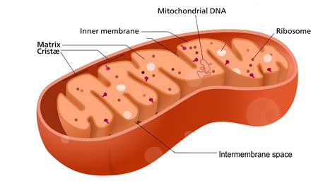 4.6 Cell Organelles – Human Biology