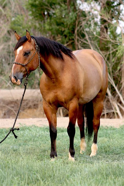 American Quarter Horse in Lush Green Field