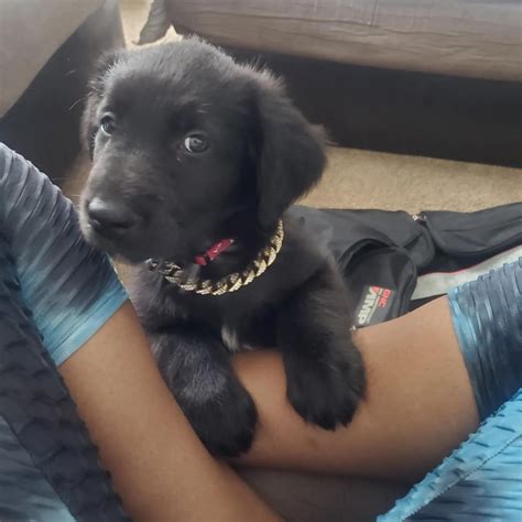 My 6 month old puppy everyone. He's been the best part of 2023 for me ...