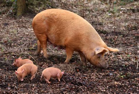 Best Tasting Pig Breeds for Mouth-Watering Bacon, Pork, and Ham ...