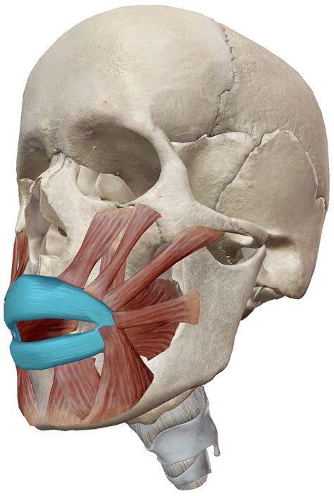 What Is Articulation? – Throga – The Vocal Gym
