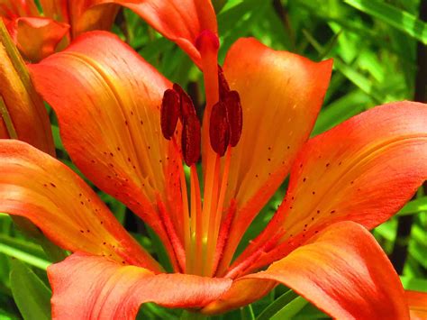 A Complete Guide to Growing Lilies - Primrose UK