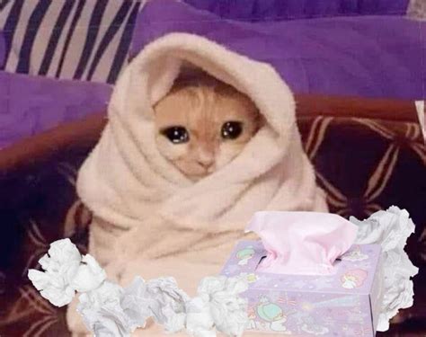 Pin by Nes on Mem’s | Cat memes, Sick cat, Funny cats