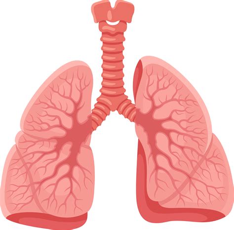 Lungs Png Lungs Clipart Transparent Png Kindpng Images/human Lungs Clip Art