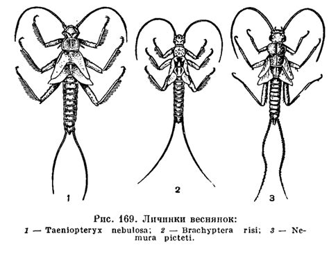 Отряд Веснянки (Plecoptera) | это... Что такое Отряд Веснянки (Plecoptera)?