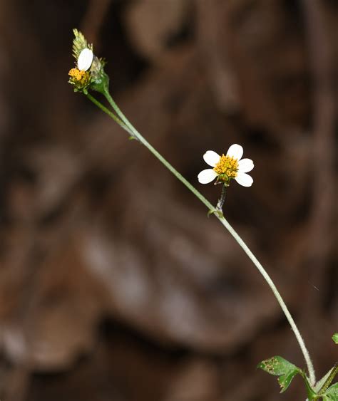 Bidens pilosa - Изображение особи - Плантариум