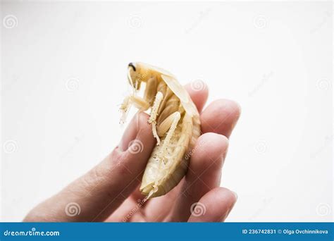 Archimandrita Tesselata is One of the Species of South American Cockroaches of the Genus ...