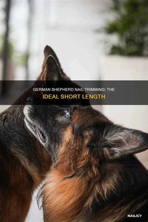 German Shepherd Nail Trimming: The Ideal Short Length | Nailicy