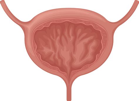 The bladder. Anatomy of the human bladder. The internal organ of a ...