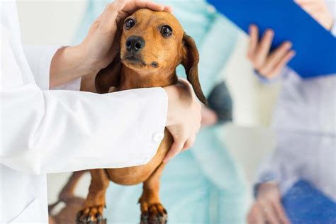 Alliance Animal Health Center