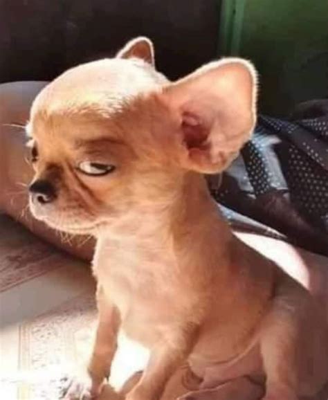 Pin by 𝓒𝓪𝓶𝓲⁴ on AESPA | Very cute dogs, Funny animal photos, Funny dog ...