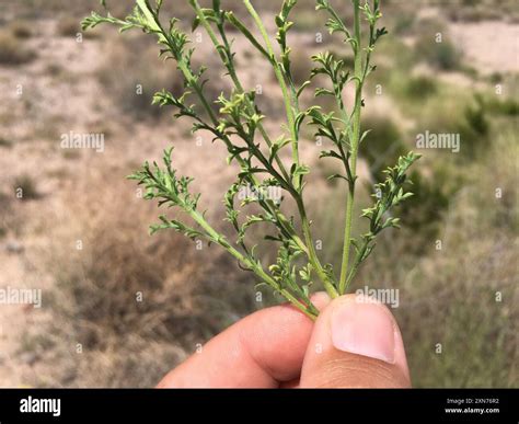 Tahoka daisy (Machaeranthera tanacetifolia) Plantae Stock Photo - Alamy