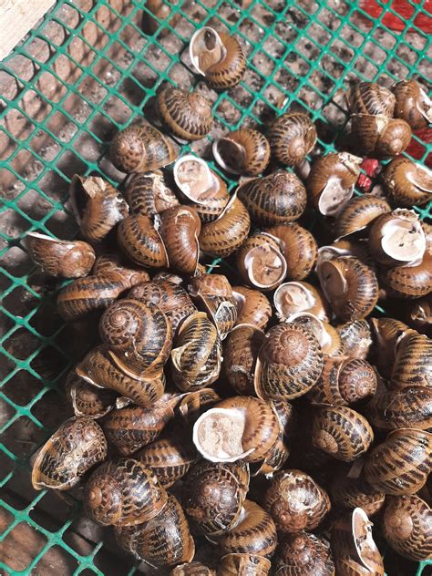 Helix Aspersa Muller snails - 5kg (Purged and ready to cook) - Bojano - Wikifarmer