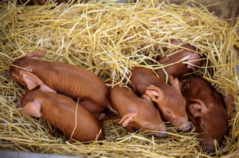 Duroc Pig Characteristics