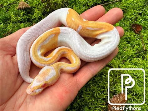 Candino Pied Ball Python by Pied Pythons - MorphMarket