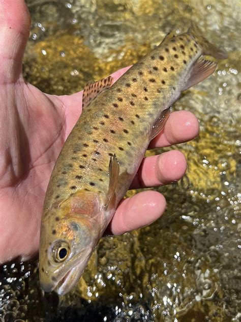 Lahontan Cutthroat Trout – Western Native Trout Initiative
