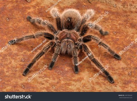 Rose Hair Tarantula Female