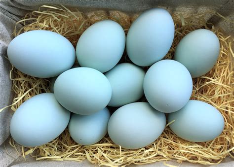 What Colour Is Duck Egg Blue Or Green at Janet Simmons blog
