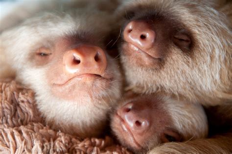 Unbelievably Cute Pictures of Rescued Baby Sloths | National Geographic