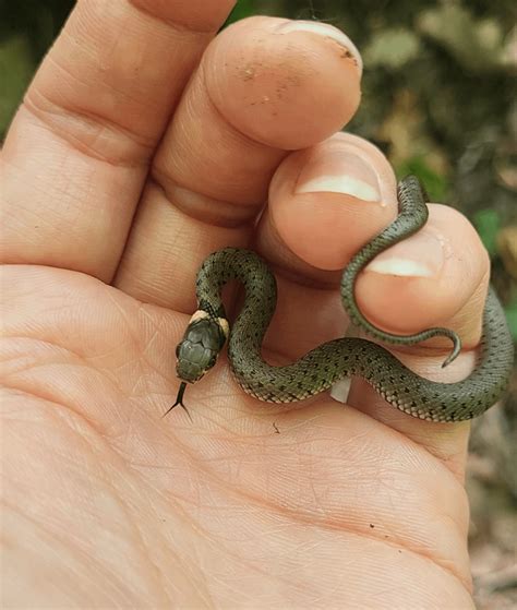 A newly hatched Natrix natrix crossed my path yesterday : r ...
