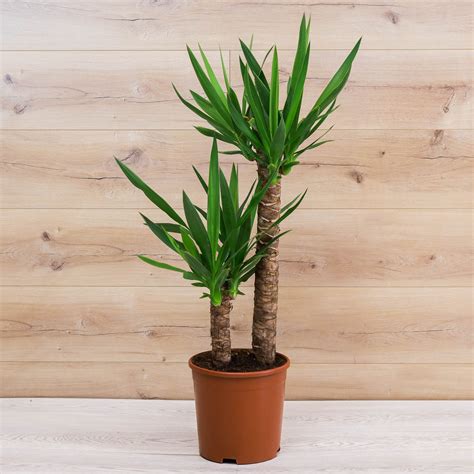 2 Gövdeli Yuka Çiçeği (Avize Çiçeği - Yucca Elephantipes) | Bitkim.com