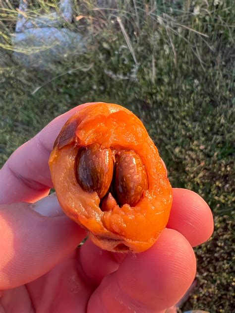 How We Grow Loquat from Seed in Portugal