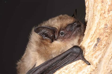 Why Bats Don’t Get Cancer—And What That Could Mean for Us