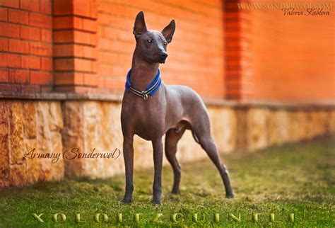 Peruvian Hairless Dog