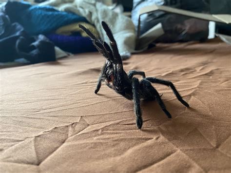 Pinned my tarantulas molt. My male Brazilian black T turned five a couple months ago and had a ...