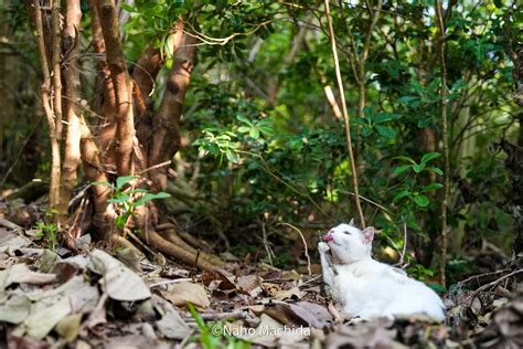 cat licks - pictures, memes and posts on JoyReactor