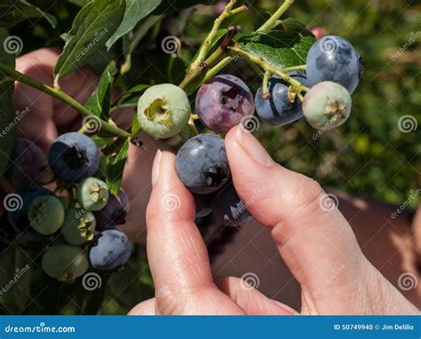 Blueberry Picking stock photo. Image of bleu, blueberries - 50749940