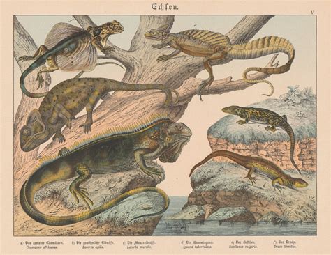 Gotthilf von Schubert, Lizards, 1886 | The Map House