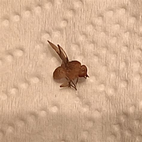 What is this tiny blood sucking bug? : r/whatsthisbug