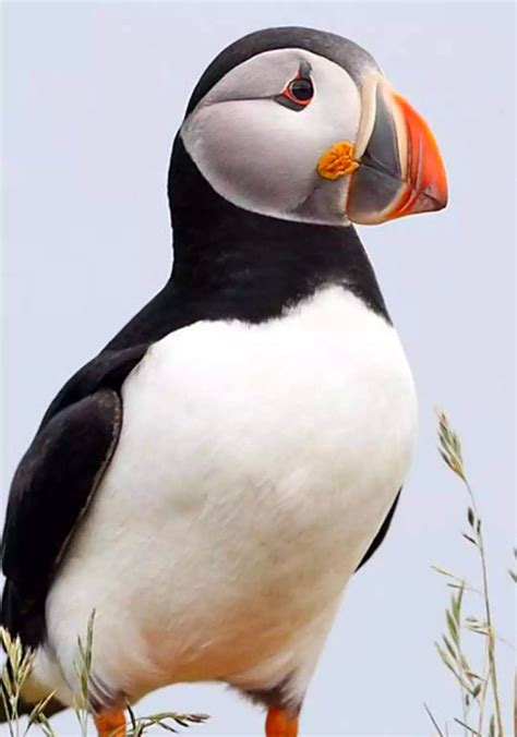 Puffin sightings a guide to 6 of the best places to see puffins in iceland – Artofit