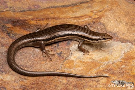 Download Brown Ground Skink Healthy Lizard Wallpaper | Wallpapers.com
