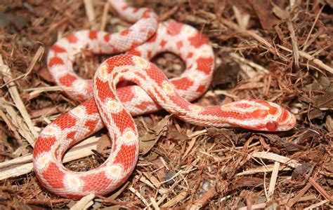 Albino Corn Snakes to beginner (Care Sheet & Advice) - The Reptile Bay