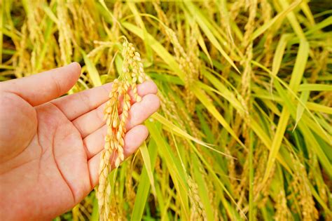 General Background, White Revolution of Agriculture in Korea: The Achievement of Year-round ...